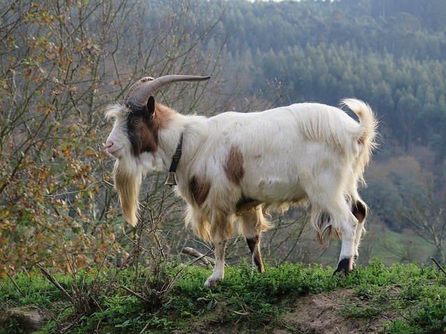 Koza, Zvíře, Příroda, Rohy, Pole