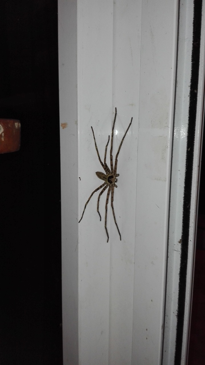 Spider Insect - Free photo on Pixabay