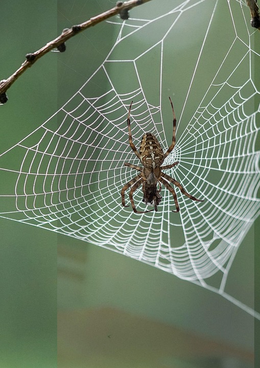 Araña Araneus - Foto gratis en Pixabay - Pixabay