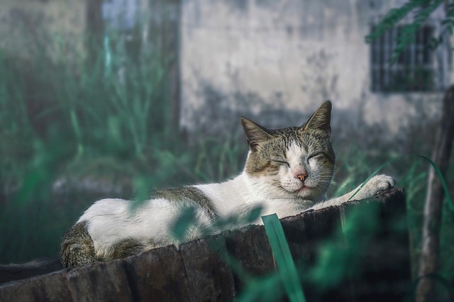 cat, pet, feline, sleeping, dream, animal, love pet, friendship, sweet, nature, grass