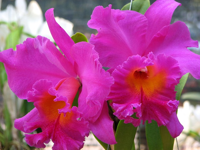 Free Orchid Flower photo and picture