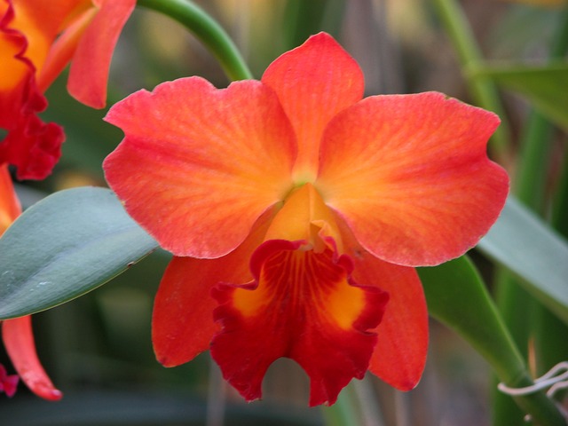 Free Orchid Cattleya photo and picture