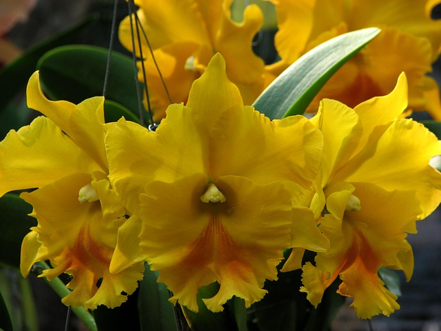 Free Orchid Flower photo and picture
