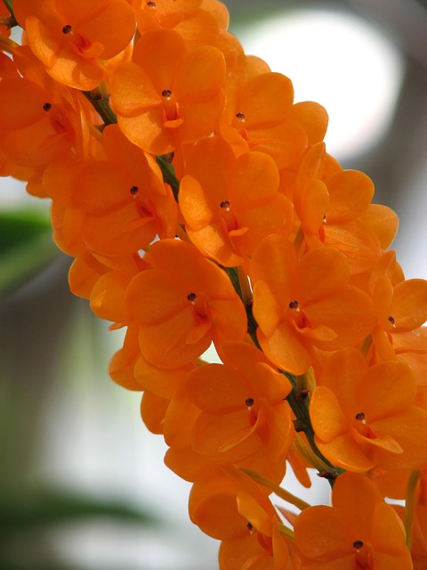 Free Orchid Flowers photo and picture