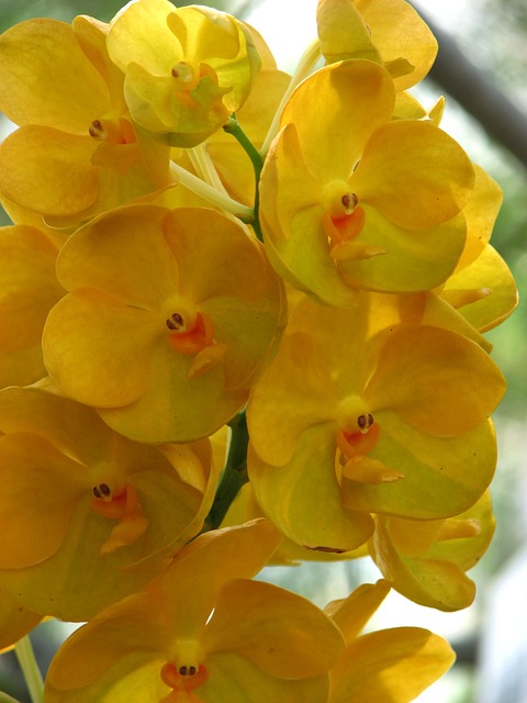 Free Orchid Vanda photo and picture