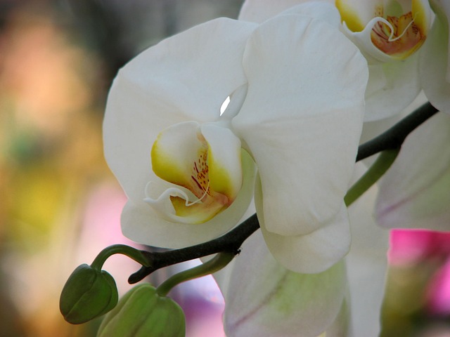 Free Orchid Flower photo and picture