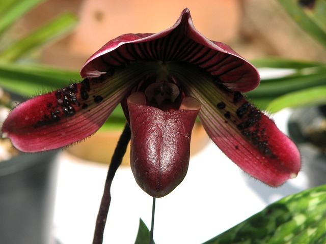Free Orchid Paphiopedilum photo and picture