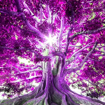 Free Tree Nature photo and picture