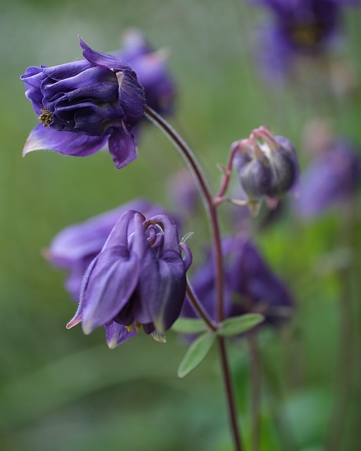 Free Columbine Flower photo and picture