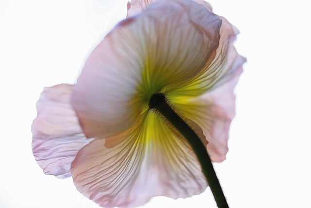 Free Flower Macro photo and picture