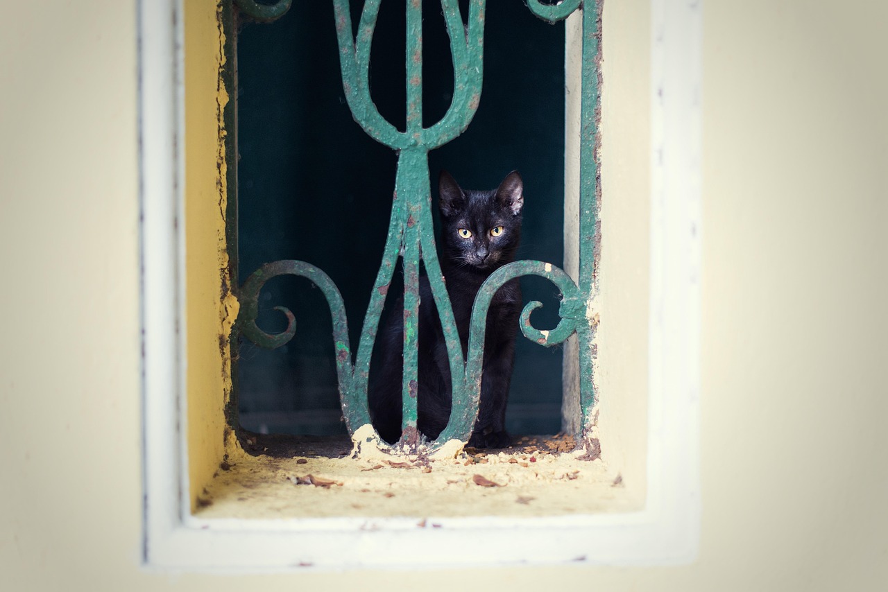 Cat - free online jigsaw puzzle photo