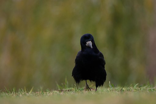 30+ Free Raven Rook & Crow Photos - Pixabay