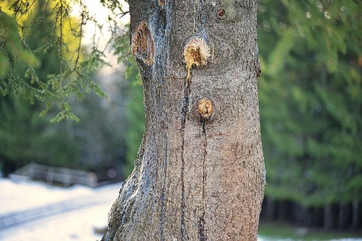 Free Tree Resin Conifer photo and picture