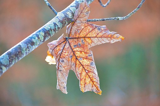 Free Fall Leaf photo and picture