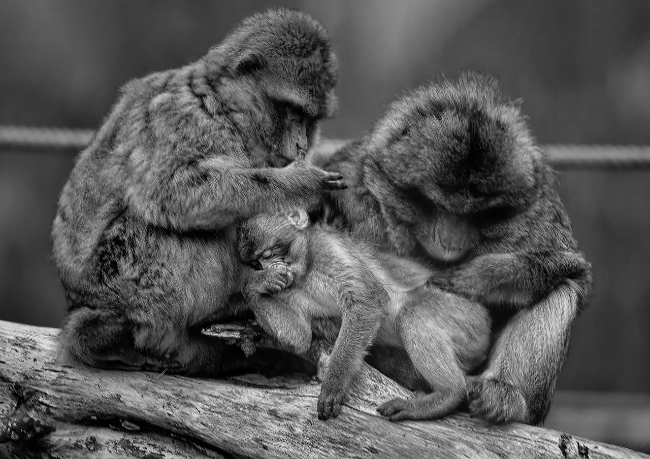 Barbary Macaques Apes - Free photo on Pixabay