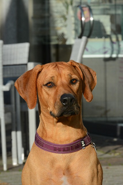 Free Dog Canine photo and picture