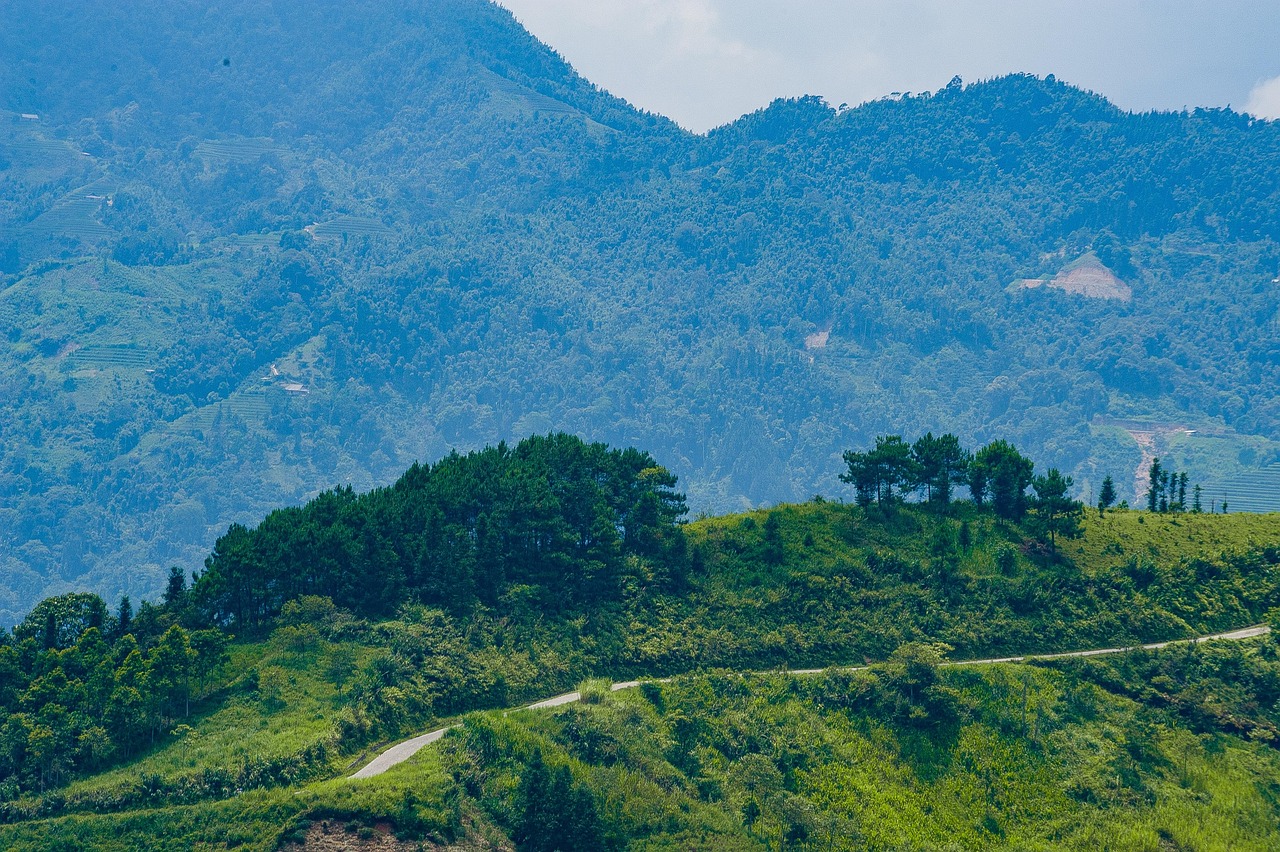森林 林道 自然 - Pixabay上的免费照片 - Pixabay