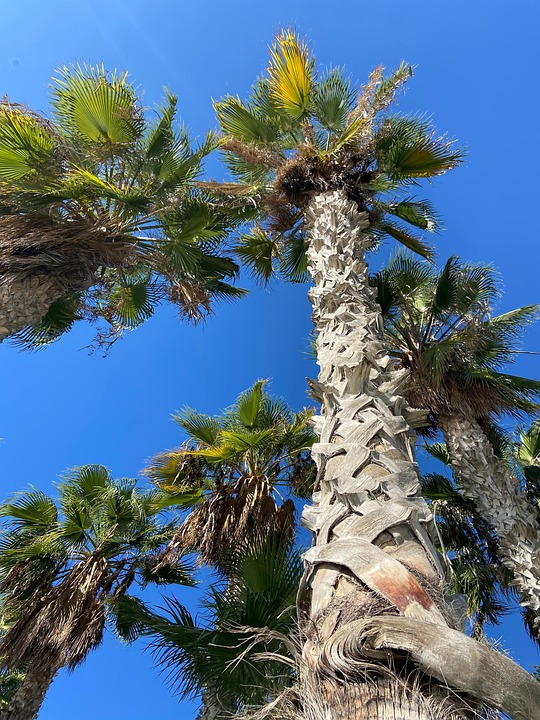 Palm Heaven Top main image 1