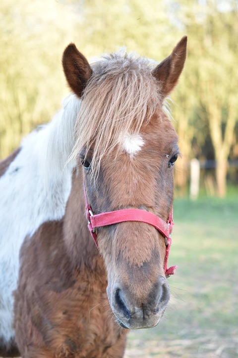 Horse Portrait Domestic - Free photo on Pixabay