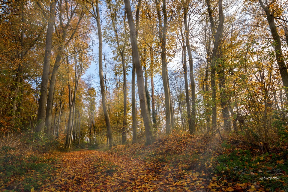 Fall Forest Nature - Free photo on Pixabay - Pixabay