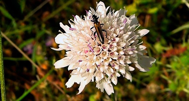 Free Naturaleza Flor photo and picture