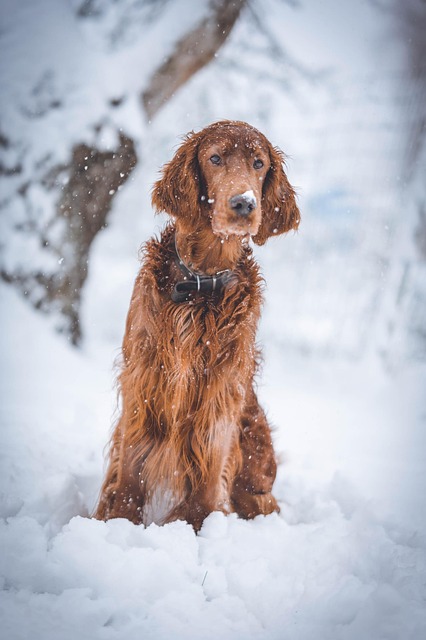 Download free HD stock image of Dog Pet Free Dog Pet photo and picture