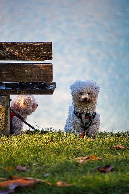 Free Dogs Park photo and picture