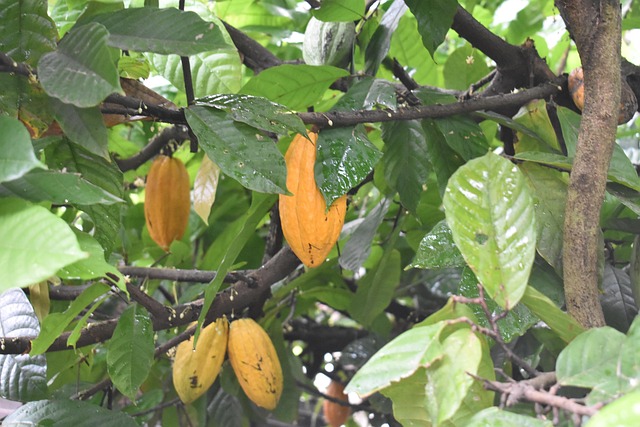 Palta, Frutas, Fruta, Árboles, Maduro