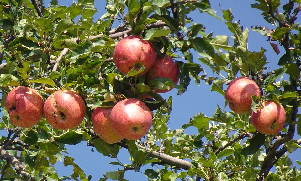 Apple Tree Fruit Free photo on Pixabay