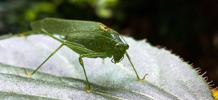 Animal, Natureza, Inseto, Verde, Insetos