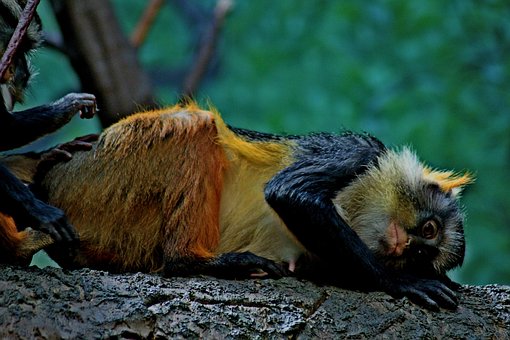 Free Primate Mammal photo and picture