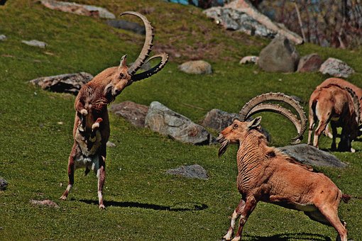 Free Goat Animal photo and picture