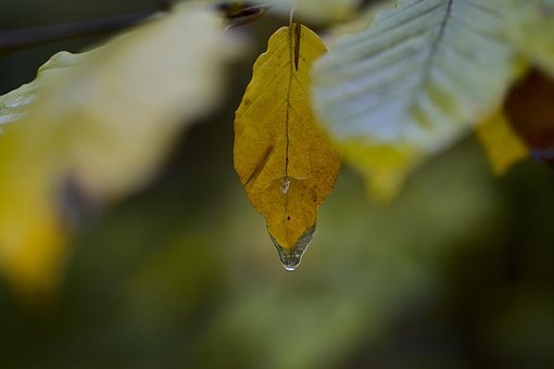 Bosque, Sale De, Otoño, Gotas, Rocío
