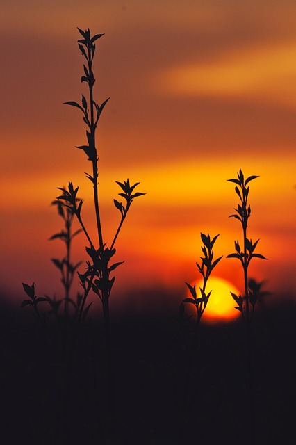 Atardecer, Sombra, Sucursales