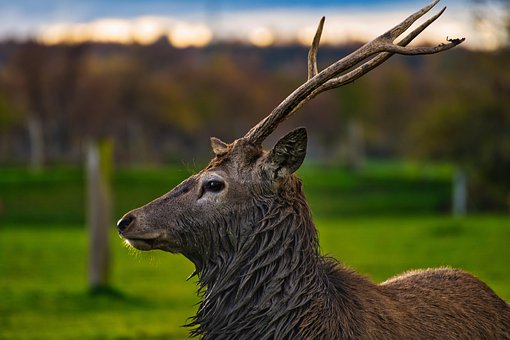 Animal, Ciervo, Mamífero, Especies