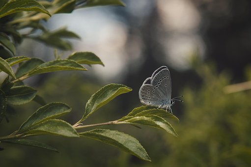 Mariposa, Oruga, Sucursales, Naturaleza