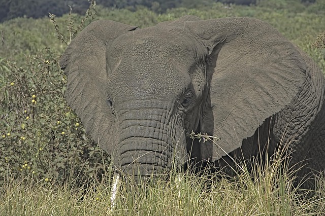 animal-7620453_640.jpg