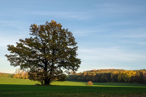 Baum, Feld, Landschaft, Herbst, Grün