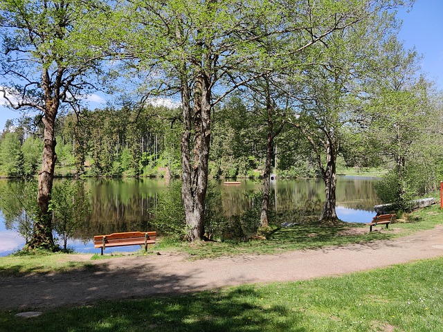 Free Lake Black Forest photo and picture