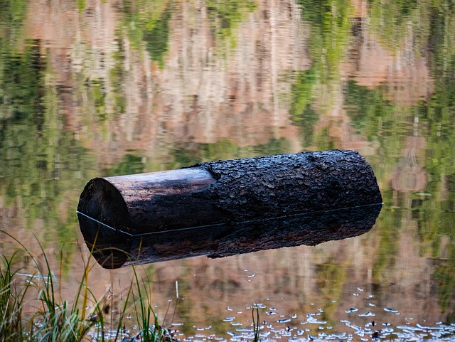 See Teich Baumstamm Kostenloses Foto auf Pixabay Pixabay