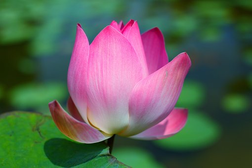Blomst, Lotus, Blomst Baggrund