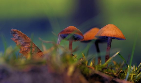 Pilze, Wald, Natur, Gras, Makro