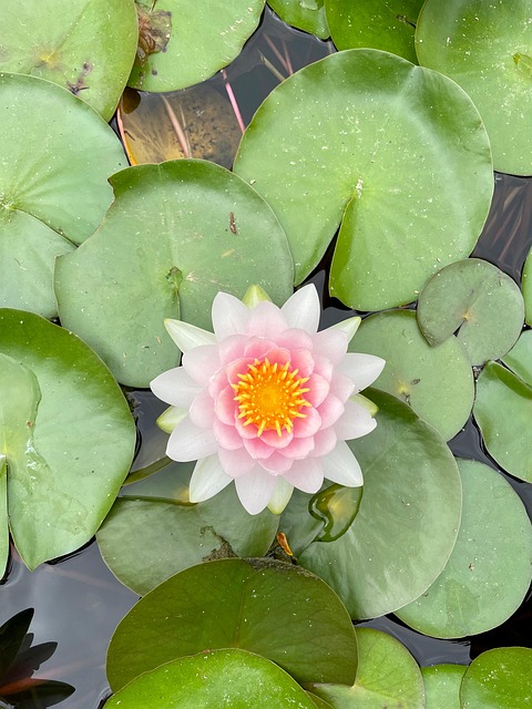 Free Flower Plant photo and picture