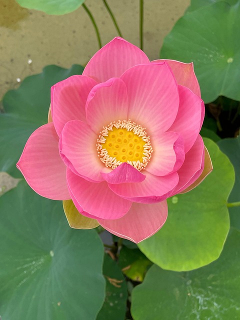 Free Pond Water photo and picture