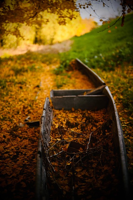 Download free HD stock image of Gingko Tree Fallen Leaves Free Gingko Tree Fallen Leaves photo and picture