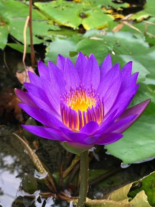 Aquatic Plant Flower Water Free photo on Pixabay