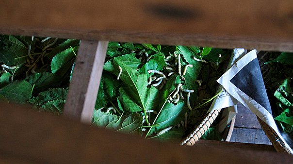 Free Silkworm Mulberry photo and picture