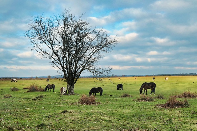 Free New Forest Ponies photo and picture