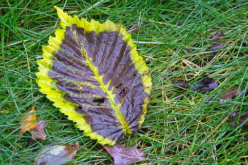 Free Leaf Yellow photo and picture