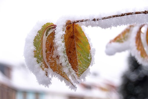 Folha, Cor De Outono, Inverno, Natureza